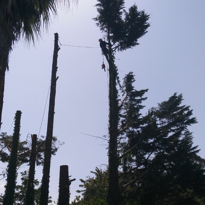 Poda en Altura de Tullas