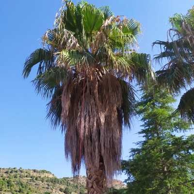 Poda de washigtonia.