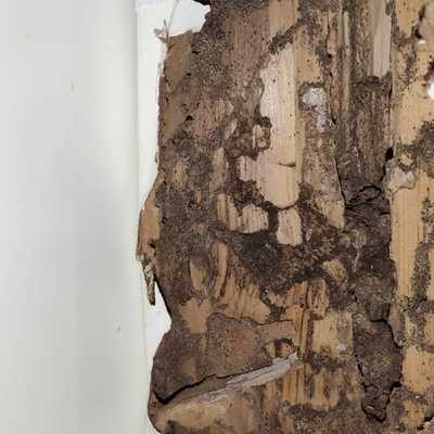 TRATAMIENTO PLAGA DE TERMITAS