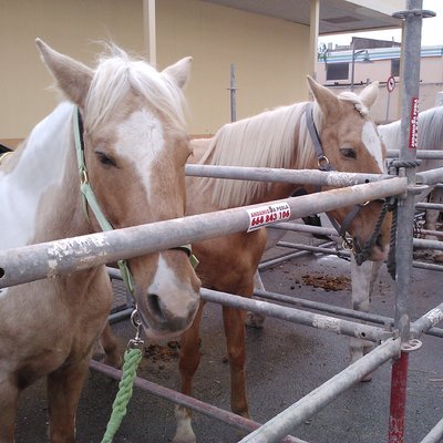 Feria Sa Pobla / Noviembre / Ajuntamiento de Sa Pobla, en Mallorca
