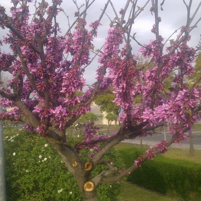 Ciclamor en plenitud