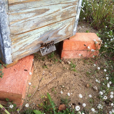 Asentamiento apicola