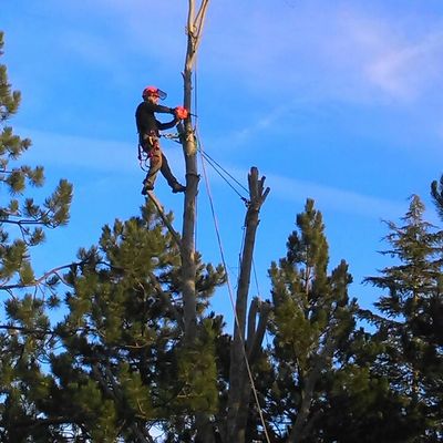 Poda de redimensionado en Chopo ( Populus tremula) - Becerril de la Sierra