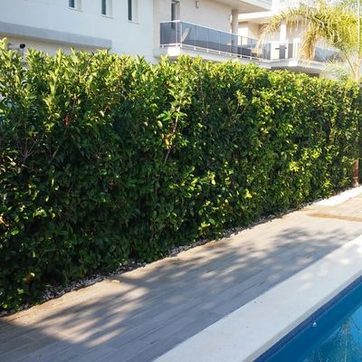 Construcción de muro