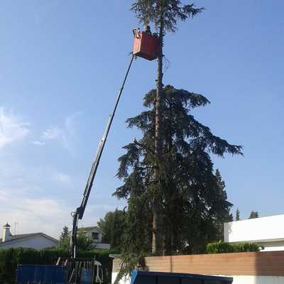 Tala por secciones  de dos cedros de 18 metros