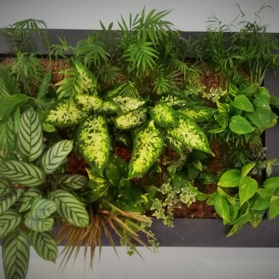 Cuadro vivo sistema spagnum Verdtical