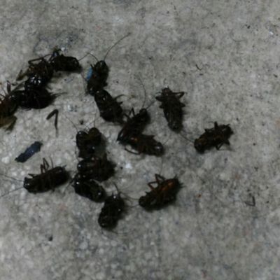 Exterminación de plaga de cucarachas blatella orientalis