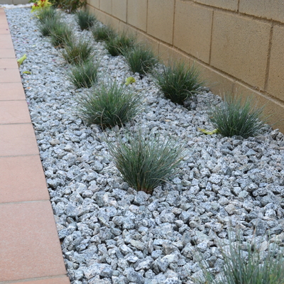 Detalle de Festuca Glauca