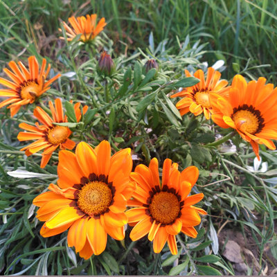 empresas de jardineria