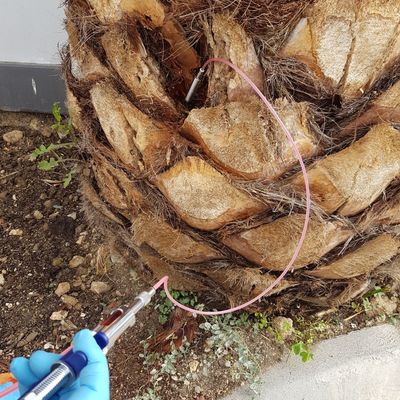 ENDOTERAPIA ARBOREA. TRATAMIENTO PALMERAS