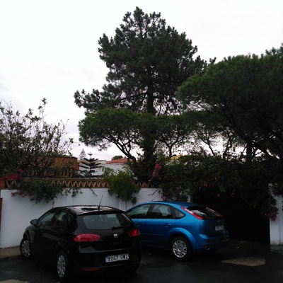 Apeo controlado de Pinus pinaster de gran porte. Por el mal estado del mismo.