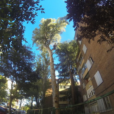 Tala de arboles comunidad de vecinos