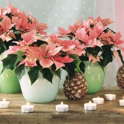 Flor de pascua con color