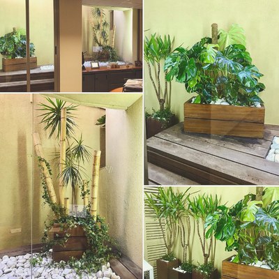 Transplante de plantas