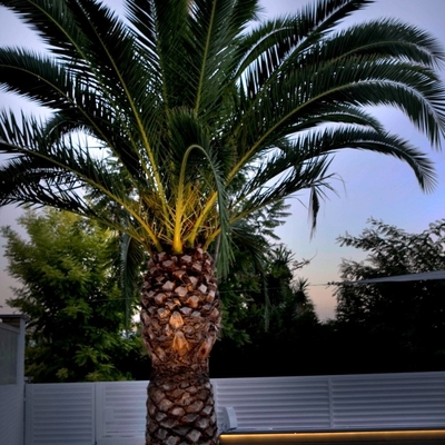 Iluminación Palmera