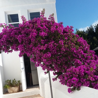 Jardin en Santa Geltrudis