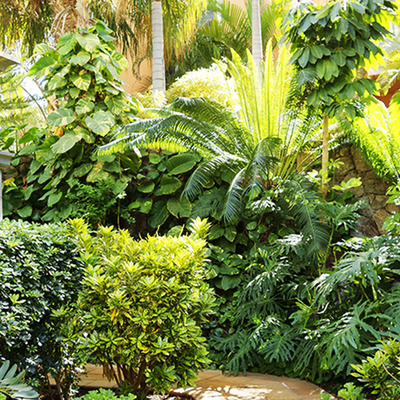 Desarrollo de jardinería y construcción de Jardines