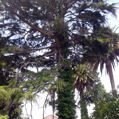 Limpieza Y Poda De Cedro Centenario