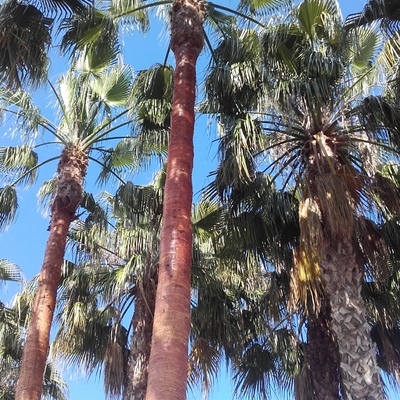 Limpieza y pida de palmera