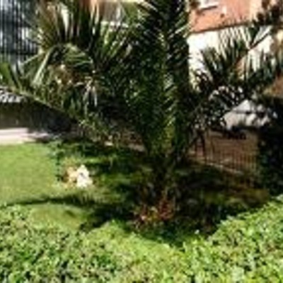 Creación y mantenimiento de jardín en Aluche, Madrid