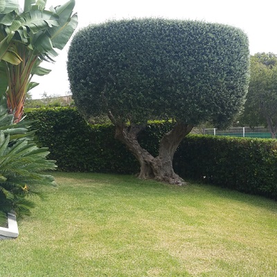 Mantenimiento Jardín ( Olivo )