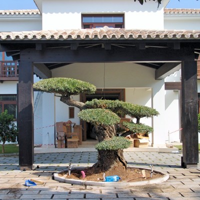 Marquesina de madera