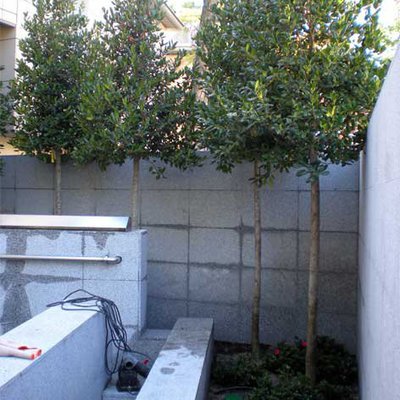 Ajardinamiento Chalet Boadilla Del Monte