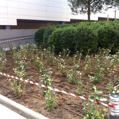 Onehabitat Proyecto De Ajardinamiento C.P Mahonia