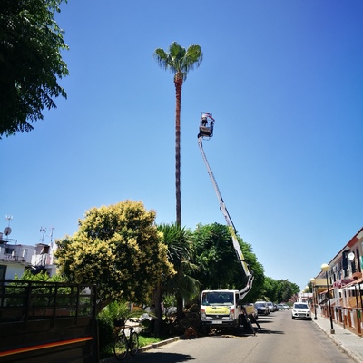 Poda de 13 Palmeras  en Ayuntamiento de La Algaba