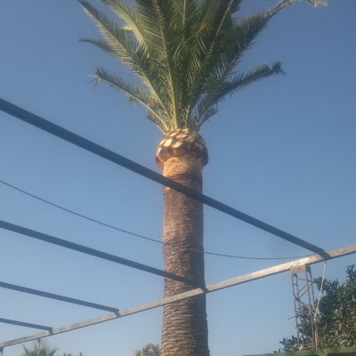 Poda de palmera en Sevilla