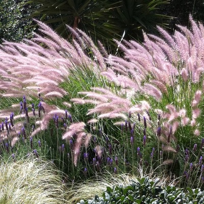 Pennesetum, Lavanda y Graminas