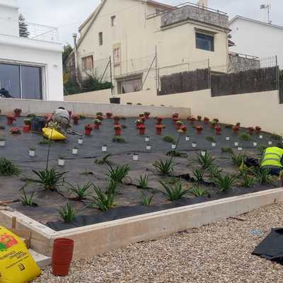 Plantar plantas para espacio de jardín