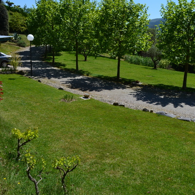 Platanus × hispanica