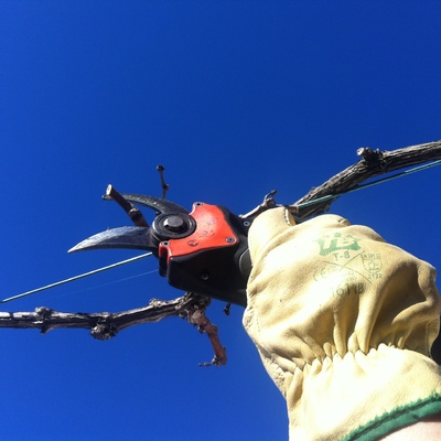 Podas de áboles frutales