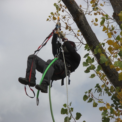 Podas y talas controladas en Madrid