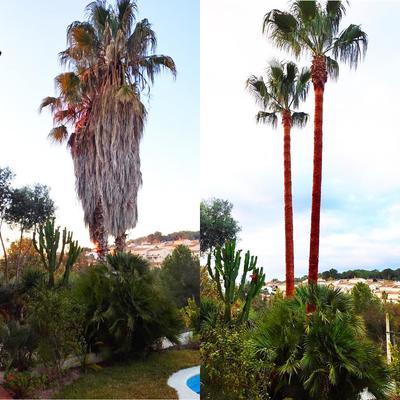 Poda de las palmeras