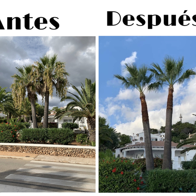 Poda de palmeras