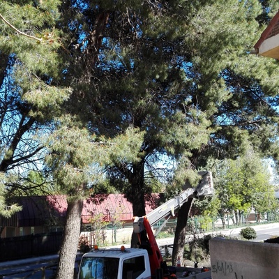 PODA DE ALTURA EN PINAR