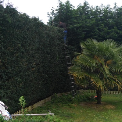 Poda de formacion tullas 