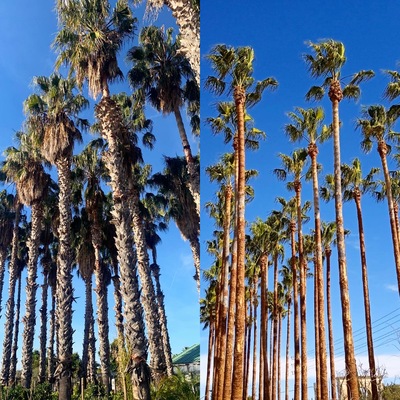 Poda y cepillado de troncos de palmeras. Pagès Garden.