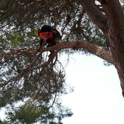 Poda de pino con descarga controlada