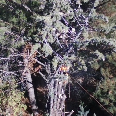 Desmoche de copa Arizónica