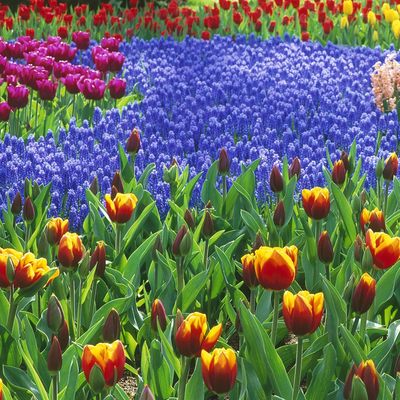 Cómo recuperar plantas dañadas en verano