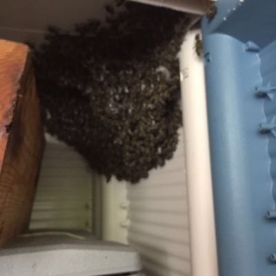 Retirada de enjambre por nuestros técnicos en una vivienda de San Lorenzo de El Escorial