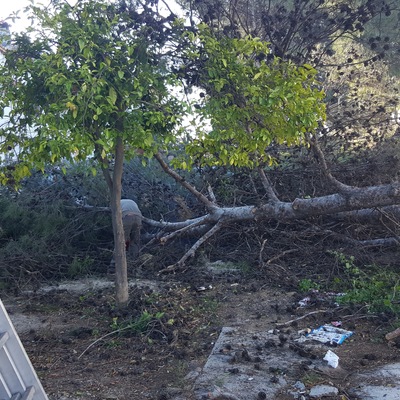 Poda de árboles de más de 6 mtrs de altura.