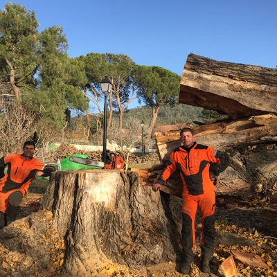 Talas y podas de arboles 