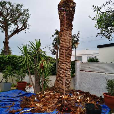 Tala de una palmera datilera fénix dañada por el picudo rojo
