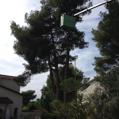 Tala de Pinos en altura