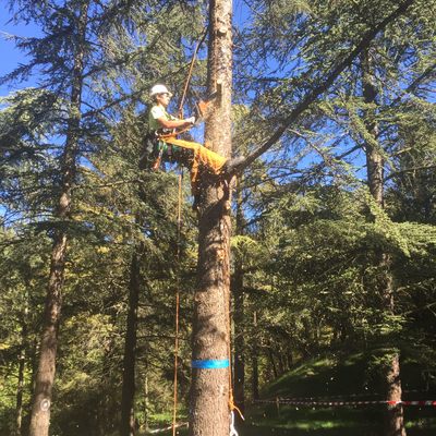 Talas y podas en altura mediante trepa