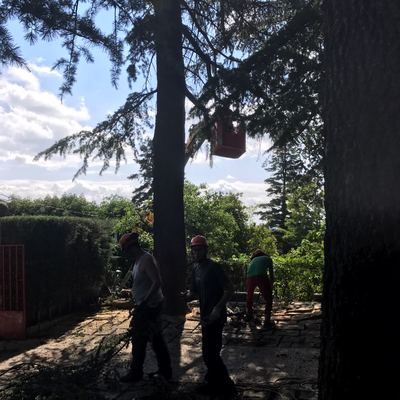 Tala de Cedros en el Escorial 